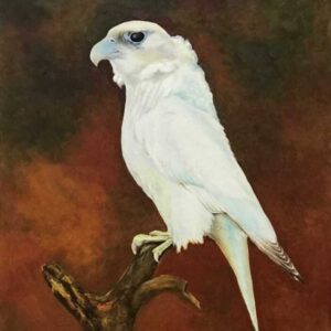 White falcon painting Dubai – desert inspired bird art UAE